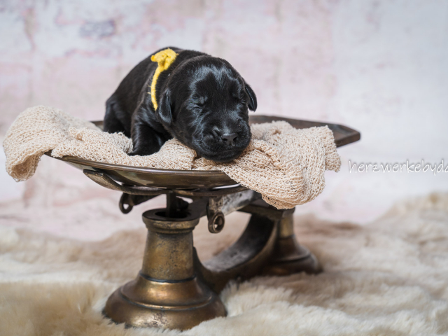 Frau Gelb nach 10 Tagen